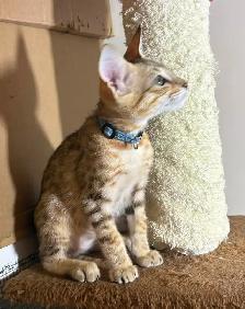 Chaton Savannah F5 mâle golden (collier bleu). Stérilisé. - Photo 2