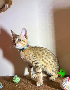 Chaton Savannah F5 mâle golden (collier bleu). Stérilisé. - Photo 3