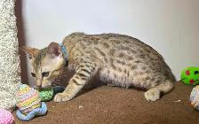 Chaton Savannah F5 mâle golden (collier bleu). Stérilisé. - Photo 4