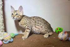 Chaton Savannah F5 mâle golden (collier bleu). Stérilisé. - Photo 5