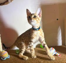 Chaton Savannah F5 mâle golden (collier bleu). Stérilisé. - Photo 6
