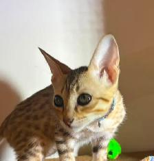 Chaton Savannah F5 mâle golden (collier bleu). Stérilisé. - Photo 8