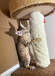 Chaton Savannah F5 mâle golden (collier bleu). Stérilisé. - Photo 9