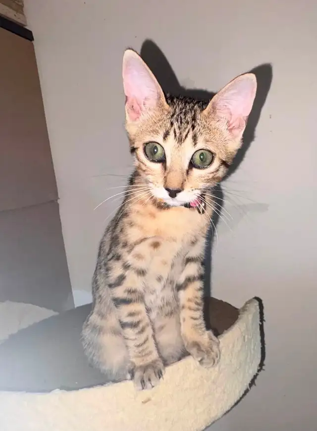 Chaton Savannah F5 Femelle golden. (c. multicolore). Stérilisée.
