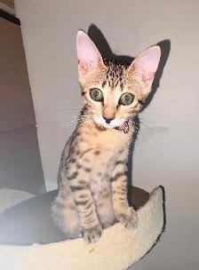 Chaton Savannah F5 Femelle golden. (c. multicolore). Stérilisée.