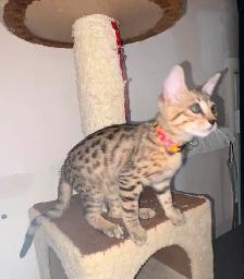 Chaton Savannah F5 Femelle golden. (c. multicolore). Stérilisée. - Photo 4