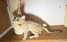 Chaton Savannah F5 Femelle golden. (c. multicolore). Stérilisée. - Photo 8