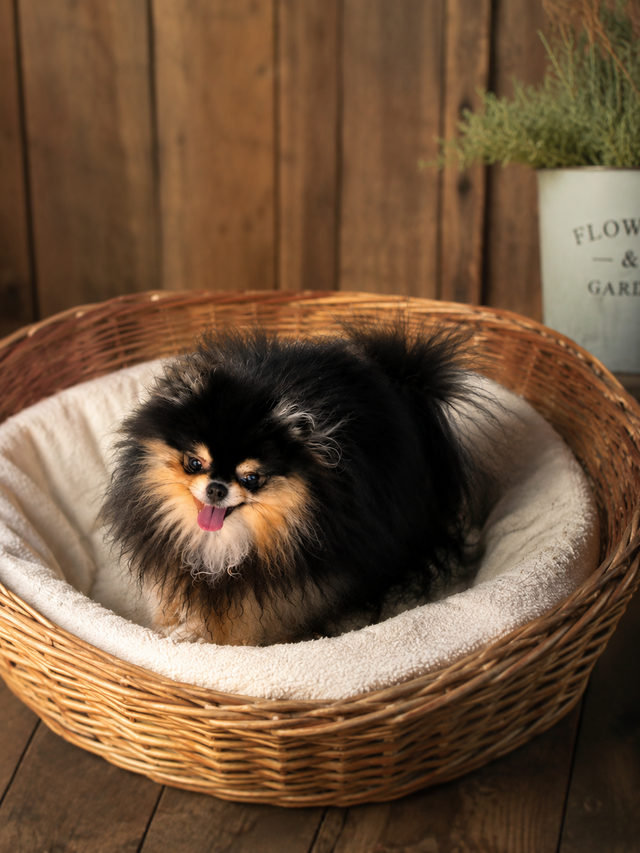 Pomeranien t-cup