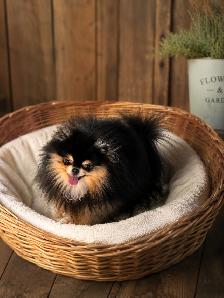 Pomeranien t-cup