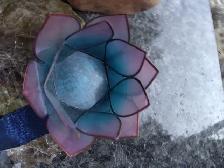 Blue Oyster Shell Capiz Lotus Candle Holder Trio - Photo 4