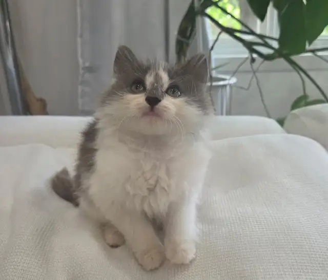 Chaton Sibérien hypoallergene