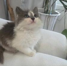 Chaton Sibérien hypoallergene - Photo 2