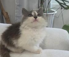 Chaton Sibérien hypoallergene - Photo 3