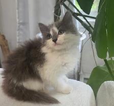 Chaton Sibérien hypoallergene - Photo 4