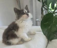 Chaton Sibérien hypoallergene - Photo 5