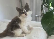 Chaton Sibérien hypoallergene - Photo 6