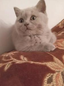 Scottish Fold and Scottish Straight kittens CCA/AFC registered - Photo 7