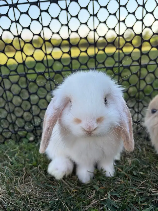 Lop Bunnies