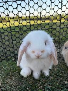 Lop Bunnies
