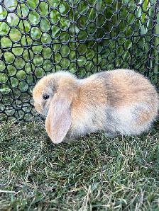 Lop Bunnies - Photo 2