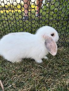 Lop Bunnies - Photo 3