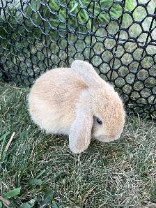 Lop Bunnies - Photo 4