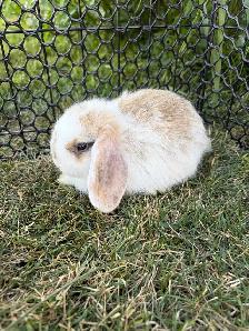 Lop Bunnies - Photo 5