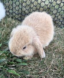 Lop Bunnies - Photo 6