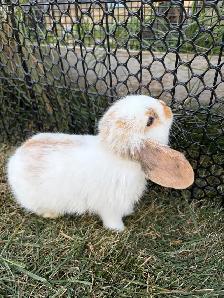 Lop Bunnies - Photo 7