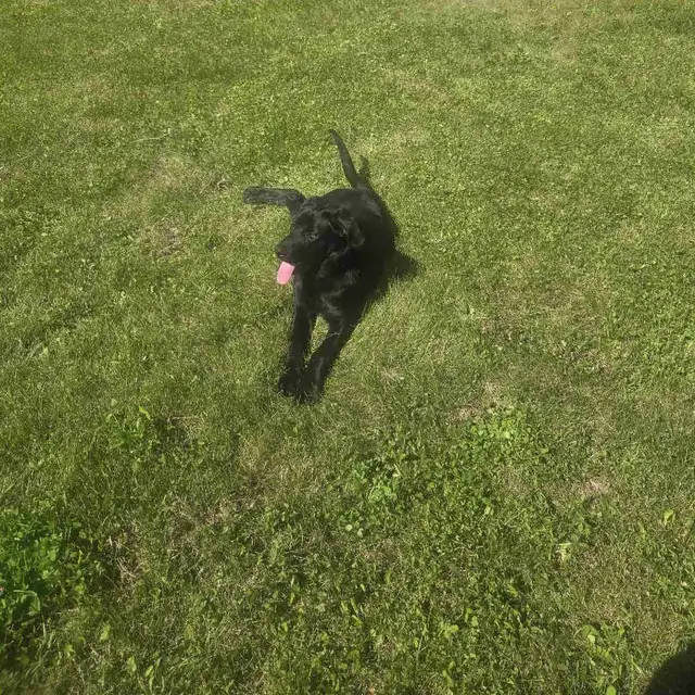 puppy for sale