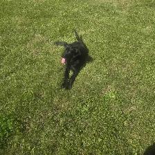 puppy for sale
