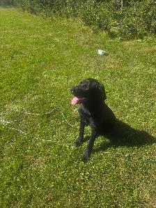 puppy for sale - Photo 2