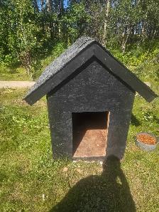 puppy for sale - Photo 3