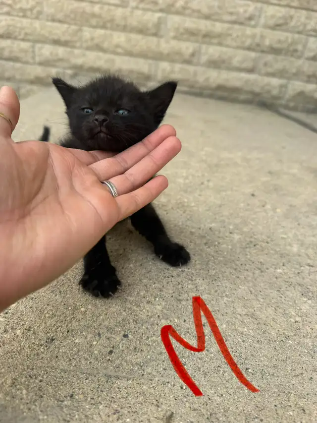 Barn/Farm Kittens $10