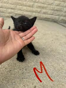 Barn/Farm Kittens $10