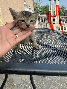 Barn/Farm Kittens $10 - Photo 2