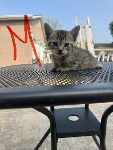 Barn/Farm Kittens $10 - Photo 3