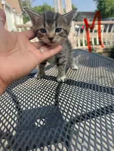 Barn/Farm Kittens $10 - Photo 4