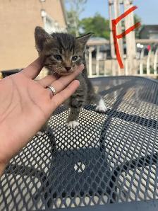 Barn/Farm Kittens $10 - Photo 5