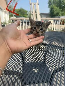 Barn/Farm Kittens $10 - Photo 6