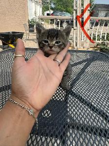 Barn/Farm Kittens $10 - Photo 7