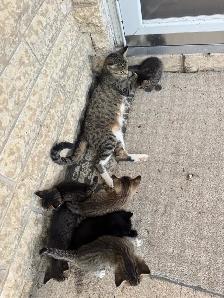 Barn/Farm Kittens $10 - Photo 8