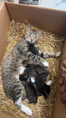 Barn/Farm Kittens $10 - Photo 9