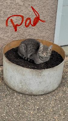 Barn/Farm Kittens $10 - Photo 10