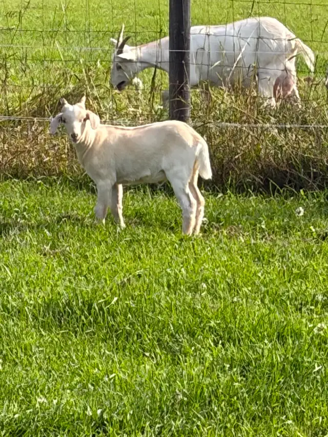 2 Male Goats 1 buck 1 weather