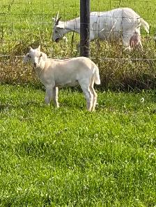 2 Male Goats 1 buck 1 weather
