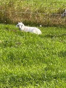 2 Male Goats 1 buck 1 weather - Photo 2