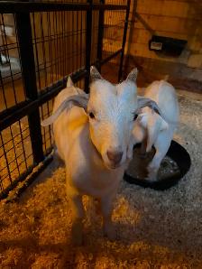 2 Male Goats 1 buck 1 weather - Photo 3