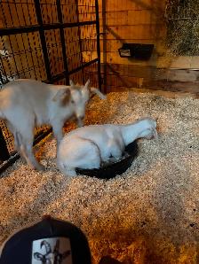 2 Male Goats 1 buck 1 weather - Photo 4