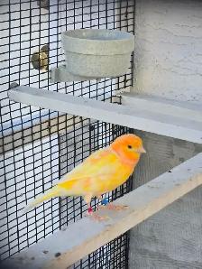 Pair of Canaries - Photo 2